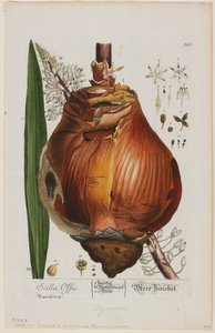 Scilla Offic, 1757-73 door Elizabeth Blackwell